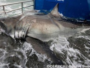 (Photo courtesy: OCEARCH/Robert Snow/RockStarLydia/Twitter