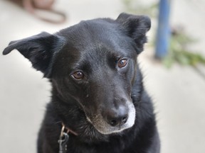 Cali, a mixed rescue dog, waits for a treat from her owner Sarina Carelli on July 22, 2015. Cali accidentally consumed marijuana in an off leash park on the East side of Airdrie and was taken to an emergency 24 hour care centre in Calgary for treatment. (Dustin Ruth, Postmedia Network )
Dustin Ruth