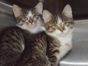 Two of the many kittens that have arrived recently at the SPCA animal centre in Sudbury. The agency is currently offering a reduced price on feline adoptions to free up space for more arrivals as the temperature drops. (Jim Moodie/Sudbury Star)