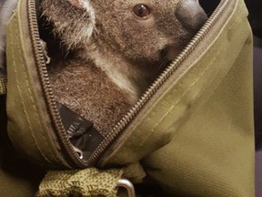 In this photo provided on Nov. 7, 2016, by the Queensland Police, a koala peeks out form the top of a bag at the Upper Mount Gravatt Police station in Brisbane, Australia, after it was found in the bag carried by a woman who was being arrested. Police said that when they asked the 50-year-old woman if she had anything to declare Sunday night, Nov. 6, 2016, she handed over a zipped canvas bag that she said contained a baby koala. (Queensland Police via AP)