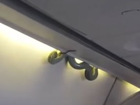 Screen grab of video showing a snake on a flight in Mexico. (Youtube/KINGBANG)