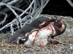 A gory video clip depicting two male penguins dueling over a female was posted on National Geographic's Twitter account on Friday. The clip is from the channel's new Animal Fight Night series. (Screen Capture)