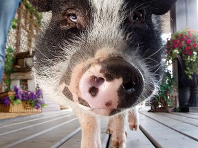 A Winnipeg woman will get to keep a pot-bellied pig as a pet. (David Bloom/Postmedia Network file photo)