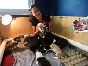 Kristine Aanderson, who is fostering the puppies, plays with them at her home in Edmonton, Alta., on Monday, November 7, 2016. The smooth collie puppies, who are being raised to become service dogs by Hope Heels, will be named after first responders and veterans who committed suicide. (Codie McLachlan/Postmedia)