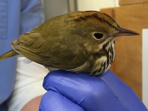 An ovenbird rehabilitated at Salthaven Wildlife Rehabilitation and Education Centre. (Photo courtesy Brian Salt)