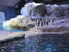 The Polk Penguin Conservation Centre, that accommodates more than 80 penguins at the Detroit Zoo, is getting much of the credit for the more than 1.4 million visitors who have toured the zoo so far this year. The zoo’s penguin facility cost $30 million to develop and is billed as the world’s largest captive habitat for penguins. Supplied photo