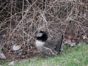 Sudbury Star Outdoors Photo Contest grouse