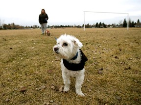 Hlif Thrainsdottir walks her dogs Jordie (in front) and Maia in an Ottewell neighbourhood field, between Braemar School and the Ottewell Community League, that is one of 14 locations identified for a possible future dry pond, in Edmonton on Saturday Nov. 12, 2016. David Bloom / Postmedia
