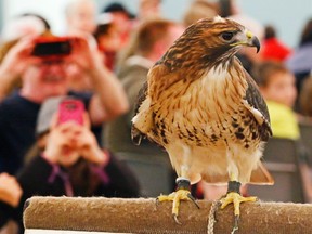 Sadie, a 19-year-old red-tailed hawk born and raised at the Canadian Raptor Conservancy in Port Dover, Ont., sits on a perch during a conservancy talk at the Wildlife Festival Saturday at the Belleville Fish and Game Club. The weekend festival also included up-close visits with reptiles.