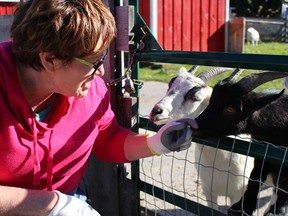 Donna Pyette, executive director of the Sarnia & District Humane Society, gives some attention to Chase, an eight-month-old black goat, at the Seaway Kiwanis Children's Animal Farm Sunday. Last week, a man attempted to steal Chase from the farm, but his efforts were scuttled by a pair of alert citizens. A public fundraising campaign is now underway to purchase security cameras for the farm. (Barbara Simpson/Sarnia Observer)