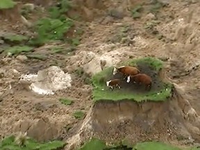 In this image made from video, three cows are stranded on an island of grass in a paddock that had been ripped apart following an earthquake near Kaikoura, New Zealand Monday, Nov. 14, 2016. A powerful earthquake that rocked New Zealand on Monday triggered landslides and a small tsunami, cracked apart roads and homes, but largely spared the country the devastation it saw five years ago when a deadly earthquake struck the same region. (Newshub via AP)