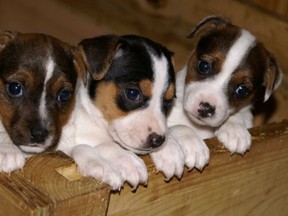 Jack Russell puppies (supplied photo)