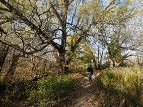 A back trail at Marie Curtis Park in Toronto, which has been the target of police surveillance for numerous sexual activities, on Monday, November 14, 2016. (Michael Peake/Toronto Sun)