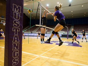 The Western Mustangs women's volleyball team practices in Alumni Hall at Western University in London, Ont. on Tuesday November 15, 2016. (CRAIG GLOVER, The London Free Press)