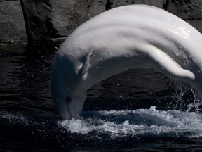 Beluga whale Qila leaps out of the water at the Vancouver Aquarium in Vancouver, B.C., on Wednesday, June 25, 2014. The first beluga whale to be born in captivity in Canada has died at the Vancouver Aquarium. The facility says 21-year-old Qila's sudden death Wednesday has left her mother Aurora adjusting to the change. THE CANADIAN PRESS/Darryl Dyck