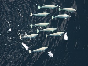 This small pod of belugas is among a total population of about 40,000 that live in the waters of Darnley Bay, along the N.W.T. coast. Darnley Bay has been declared a National Marine Protected area, bringing Canada's total to 13 such areas. The area was created after extensive consultation with local residents, who depend on the bay for food and welcome its new status. THE CANADIAN PRESS/HO-Oceans North-Laura Morse