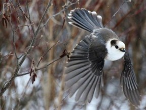 Gray Jay is also known as the Canada Jay, Whisky Jack and the Camp Robber!