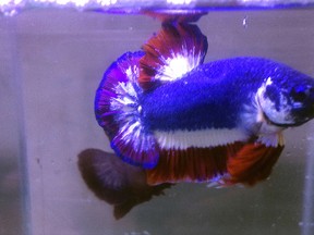 In this Nov. 7, 2016, photo, a Siamese fighting fish with colors resembling the Thai national flag swims in a fish tank in Kalasin, Thailand. Pictures of the fish's blue, red and white horizontal stripes went viral upon being posted on a private Betta fish auction group on Facebook since its colors closely resembled the Thai flag and sold for a record breaking 53,500 baht ($1,528), making it the most expensive Betta fish to ever be sold. (Kachen Worachai via AP)