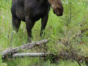A bull moose grazes for food. (Randy Therrien/Special to Postmedia)