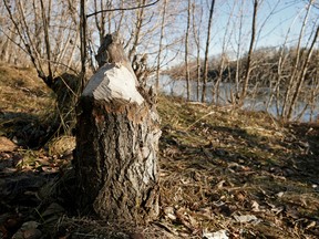 A tree stump in Government House Park on the bank of the North Saskatchewan River in Edmonton on November 14, 2016. (Photo by Larry Wong/Postmedia)