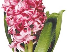 hyacinth