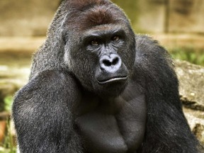 This June 20, 2015 file photo provided by the Cincinnati Zoo and Botanical Garden shows Harambe, a western lowland gorilla, who was fatally shot Saturday, May 28, 2016, to protect a 3-year-old boy who had entered its exhibit. (Jeff McCurry/Cincinnati Zoo and Botanical Garden via The Cincinatti Enquirer via AP, File)