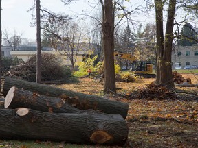 Dozens of trees were removed from the west side of St. Peter's Seminary to make room for sewer pipes and a parking lot in London. (DEREK RUTTAN, The London Free Press)