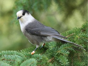 Canadian Geographic announced the gray jay as its pick for Canada's national bird Wednesday night at a Royal Canadian Geographical Society dinner at the Canadian War Museum.