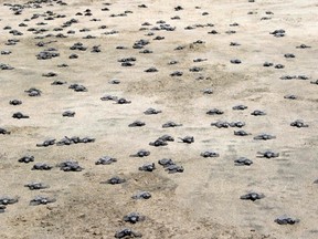 Babies sea turtles scramble towards the ocean at the El Morro Ayuta beach in San Pedro Huamelula, Thursday, Nov. 17, 2016. Dozens of school children turned out for the turtle release, but only hours before they watched hatchlings scramble into the sea, men had been scooping up eggs laid by mature turtles earlier in the morning. (AP Photo/Luis Alberto Cruz)