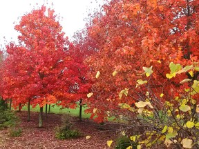 An Autumn Blaze Maple tree, photographed a few weeks ago. John DeGroot photo