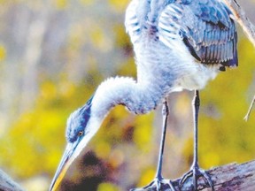 Great blue herons are among the Southwestern Ontario bird species that can be seen all year. This first-year heron is living at the Coves, one of London?s Environmentally Significant Areas. (MICH MacDOUGALL, Special to Postmedia News)