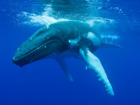 A humpback whale is seen in this file photo. (Getty Images)