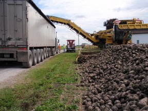 Sugar beets are loaded on a transport trailer near Chatham, Ont. in this file photo. 
(File photo)