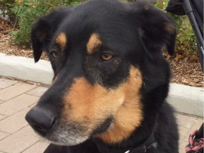 Sage was recovered and returned to his owners on Saturday after he was dognapped from outside an Elgin Street restaurant.