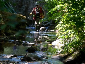 Biologist Riley Swendseid works in Stoney Creek as part of a field study and geotechnical investigation for the proposed Kinder Morgan Trans Mountain Pipeline expansion project which would run nearby, in Burnaby, B.C., on Wednesday August 27, 2014. The proposed $5-billion expansion would nearly triple the capacity of the pipeline that carries crude oil from near Edmonton to the Vancouver area to be loaded on tankers. THE CANADIAN PRESS/Darryl Dyck