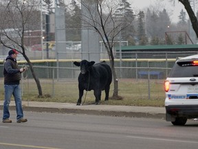An Angus bull decided to take a stroll through the streets of the city after getting away from Canadian Western Agribition Tuesday morning. The Bovine made its way west on Dewdney Avenue before being wrangled at the corner of Dewdney and Grey St. about an hour later. (BRYAN SCHLOSSER/Regina Leader Post/Postmedia Network)