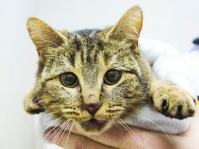 A cat, since named Ellie, was thrown from a moving car on the 406 between Beaverdams Road and Highway 20 on Tuesday, November 22, 2016. A driver following the vehicle, who described it as a grey van or crossover, stopped and rescued the cat which is now in the care of Huntington Animal Hospital. Julie Jocsak/ St. Catharines Standard/ Postmedia Network