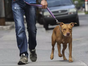 Gatineau council has rejected a proposed ban on pitbulls, for now.