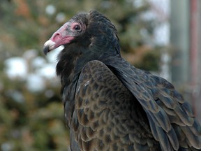 Turkey Vulture. (Photo courtesy Brian Salt)