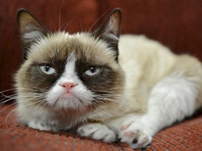 In this undated photo provided by Nestle Purina PetCare is Grumpy Cat. (AP Photo/Nestle Purina PetCare)