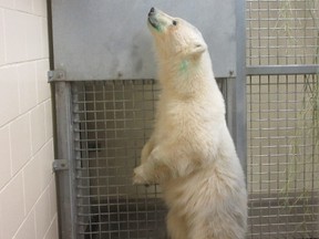 An orphaned Churchill-area polar bear cub was moved to Assiniboine Park Zoo on Tuesday night. (ASSINIBOINE PARK CONSERVANCY PHOTO)