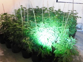 St. Pierre-Jolys RCMP have charged a 41-year-old Morden man after seizing 300 marijuana plants from a St. Adolphe-area home on Oct. 22. (RCMP PHOTO)