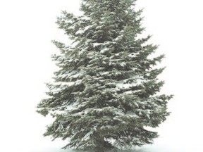 fir tree