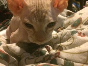 A kitten named Vlad, shown in a handout photo, was purchased through a Kijiji ad that claimed it was a hairless sphynx, but it quickly grew hair. Owner Shaniya Yung of Blackfalds, Alta. says the cat was either shaved or doused with a hair removal product. THE CANADIAN PRESS/HO-Shaniya Yung