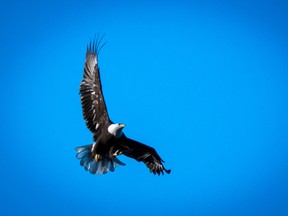 Outdoors photo eagle