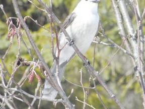 The grey jay was recently declared Canada?s national bird following a two-year process. Through the Royal Canadian Geographical Society?s National Bird Project, the grey jay beat out the loon, snowy owl, chickadees, Canada geese and other species. Our closest grey jays are in Algonquin Park. (PAUL NICHOLSON, Special to Postmedia News)