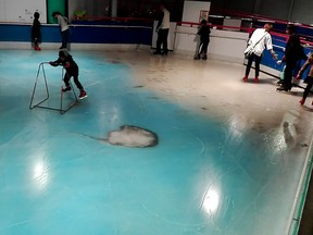 The handout picture taken in November 2016 and released on November 28, 2016 shows people skating on an ice rink with 5,000 frozen dead fish inside at the Space World amusement park in Kitakyushu, southwestern Japan. The park operator closed its ice rink on November 27 after drawing a barrage of criticism. (STRSTR/AFP/Getty Images)