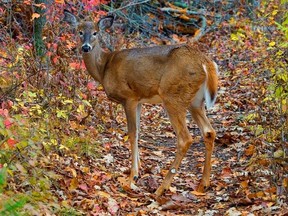 Deer hunt