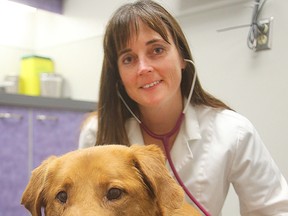 Dr. Erika Anseeuw, director of animal health for the Winnipeg Humane Society, examines Harvey, who suffers from heartworm. (Brian Donogh/Winnipeg Sun)