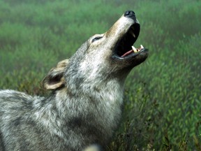 The province has decided to ban wolf and coyote kills in a buffer zone outside Killarney Provincial Park that's bigger than the park itself. Postmedia file photo